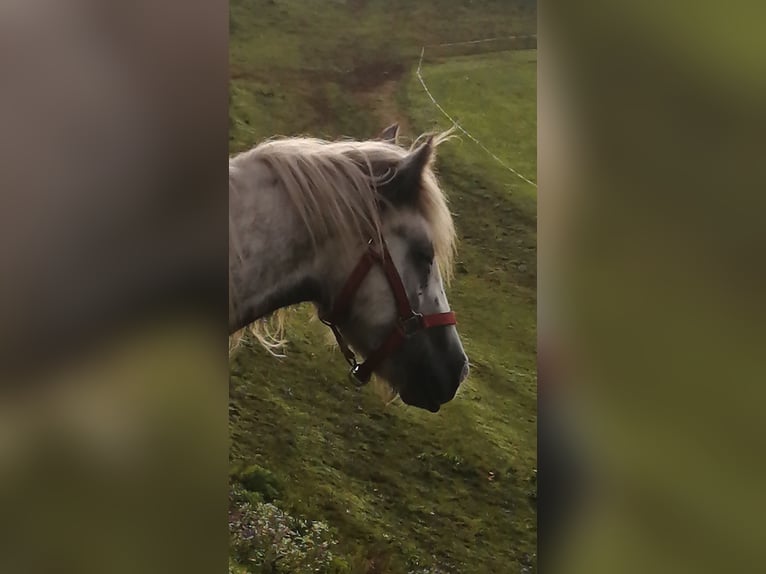 Gypsy Horse Mare 4 years 13 hh Gray-Dapple in Paldau