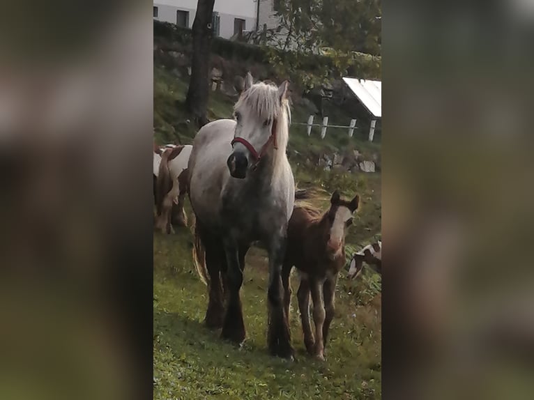 Gypsy Horse Mare 4 years 13 hh Gray-Dapple in Paldau