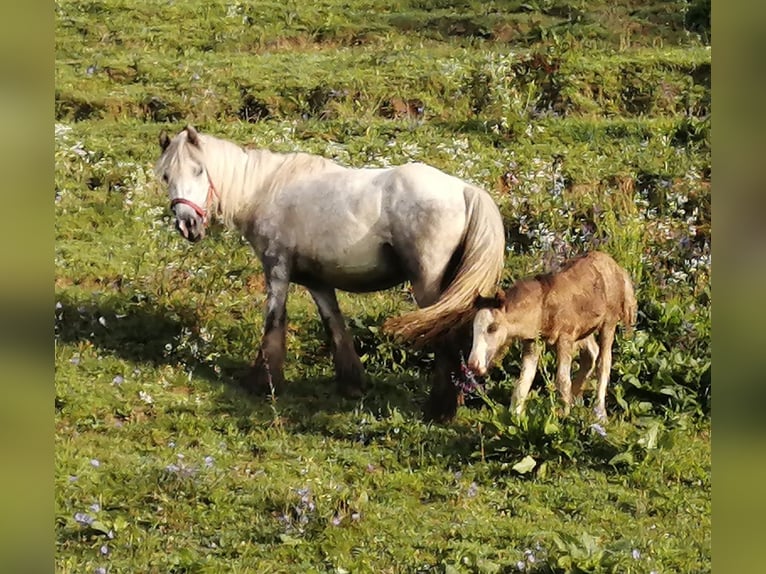 Gypsy Horse Mare 4 years 13 hh Gray-Dapple in Paldau