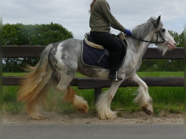 Gypsy Horse Mare 4 years 13 hh Roan-Blue in Lathen
