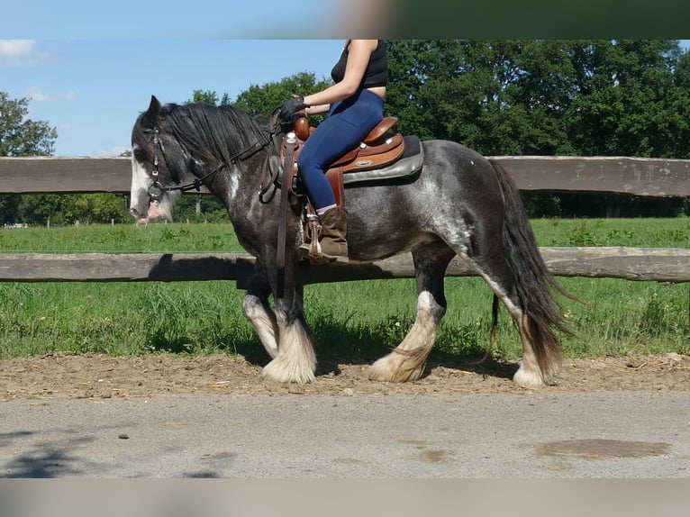Gypsy Horse Mare 4 years 13,1 hh Pinto in Lathen