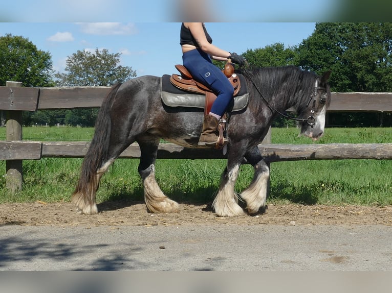 Gypsy Horse Mare 4 years 13,1 hh Pinto in Lathen