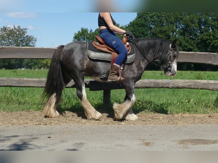 Gypsy Horse Mare 4 years 13,1 hh Pinto in Lathen