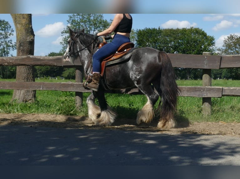 Gypsy Horse Mare 4 years 13,1 hh Pinto in Lathen