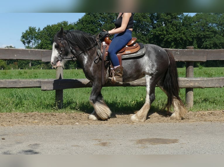 Gypsy Horse Mare 4 years 13,1 hh Pinto in Lathen