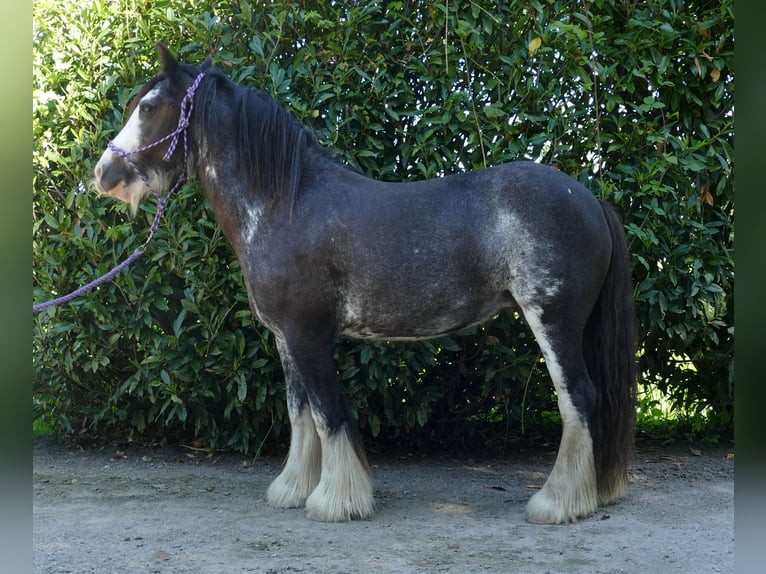 Gypsy Horse Mare 4 years 13,1 hh Pinto in Lathen