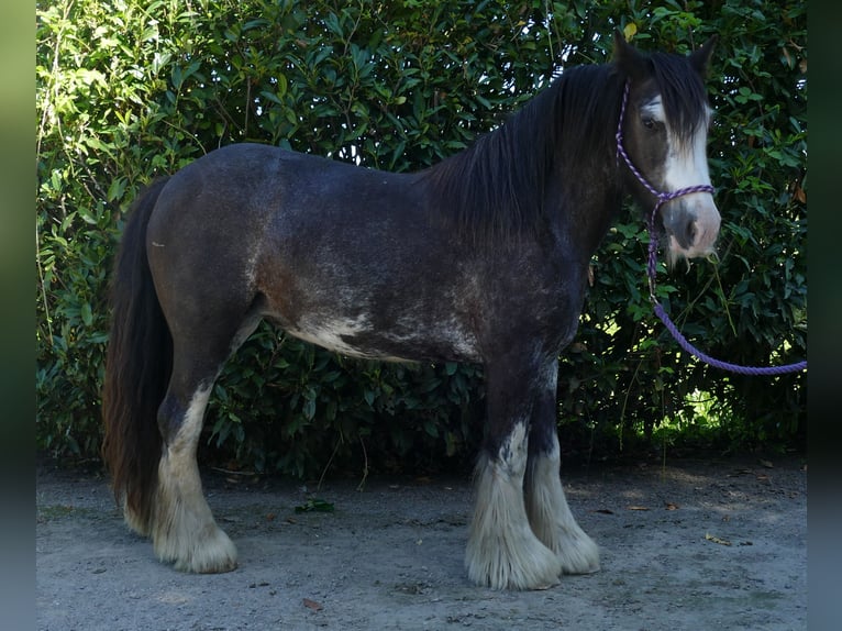 Gypsy Horse Mare 4 years 13,1 hh Pinto in Lathen