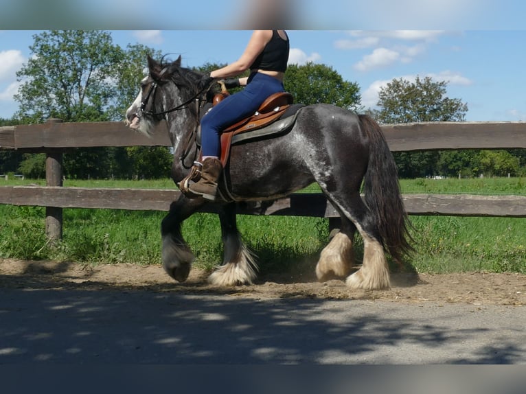 Gypsy Horse Mare 4 years 13,1 hh Pinto in Lathen