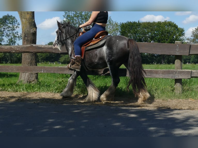 Gypsy Horse Mare 4 years 13,1 hh Pinto in Lathen