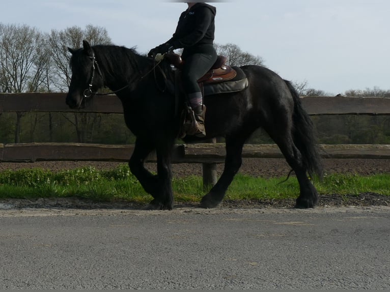Gypsy Horse Mare 4 years 13,2 hh Black in Lathen