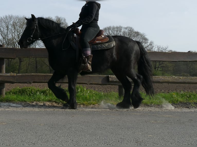 Gypsy Horse Mare 4 years 13,2 hh Black in Lathen