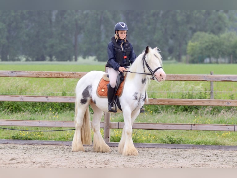 Gypsy Horse Mare 4 years 13,2 hh Roan-Blue in Bogaarden
