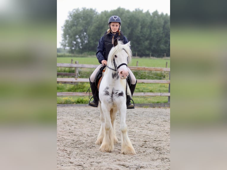 Gypsy Horse Mare 4 years 13,2 hh Roan-Blue in Bogaarden