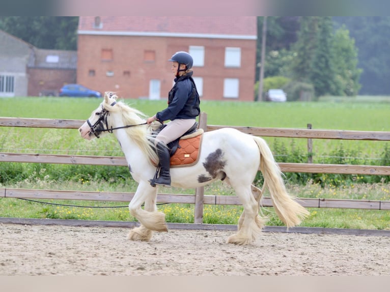 Gypsy Horse Mare 4 years 13,2 hh Roan-Blue in Bogaarden