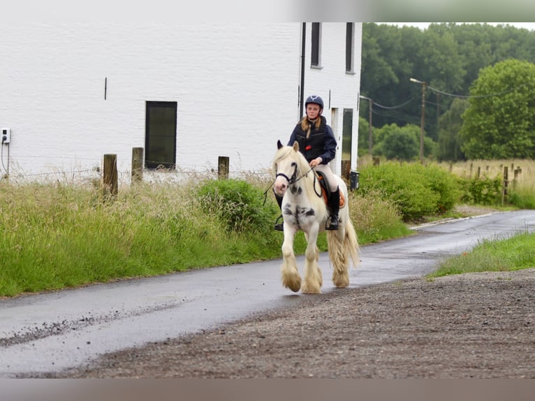 Gypsy Horse Mare 4 years 13,2 hh Roan-Blue in Bogaarden