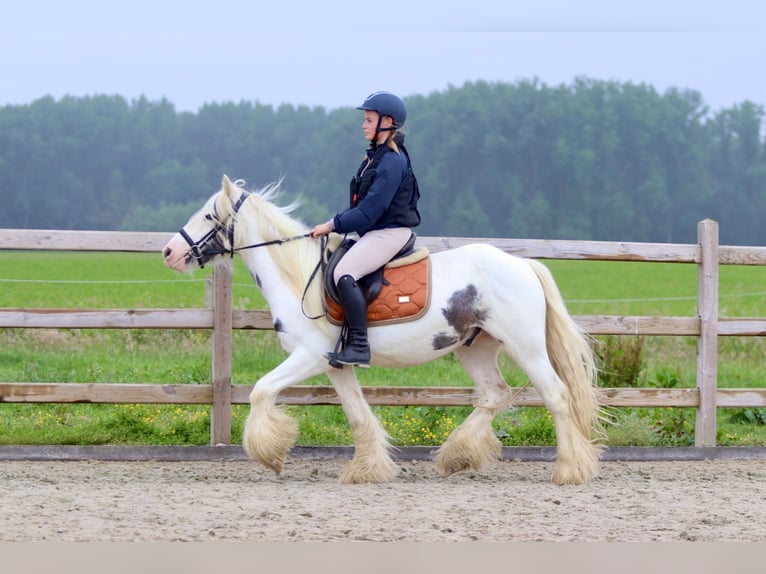 Gypsy Horse Mare 4 years 13,2 hh Roan-Blue in Bogaarden