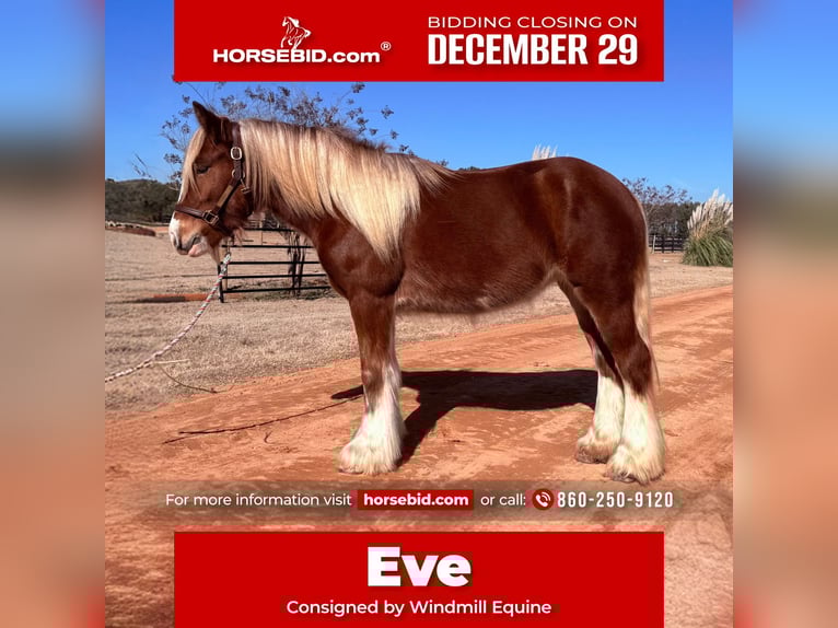 Gypsy Horse Mare 4 years 13,3 hh Chestnut in Johnston