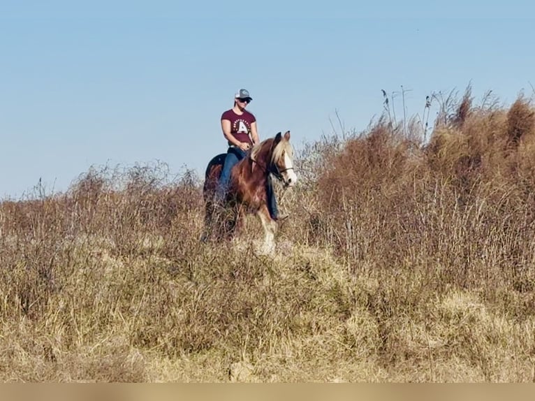 Gypsy Horse Mare 4 years 13,3 hh Chestnut in Johnston