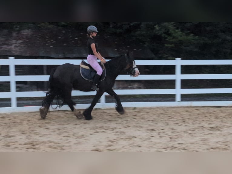 Gypsy Horse Mare 4 years 14.1 hh Bay-Dark in Morsbach