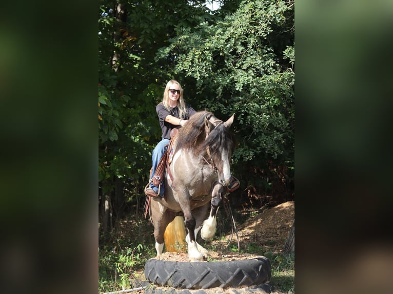 Gypsy Horse Mix Mare 4 years 14,1 hh Grullo in Jonestown, PA