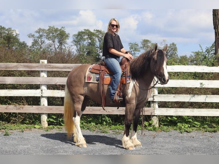Gypsy Horse Mix Mare 4 years 14,1 hh Grullo in Jonestown, PA