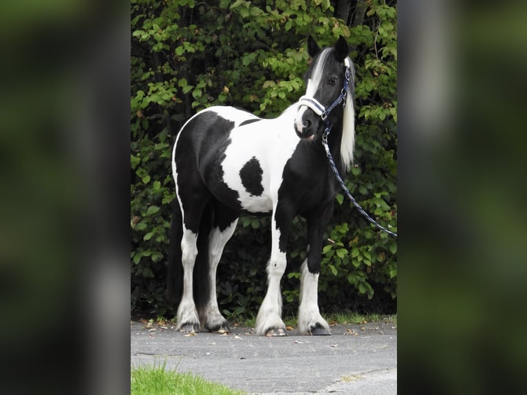 Gypsy Horse Mare 4 years 14,1 hh Pinto in Verl