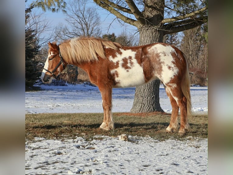 Gypsy Horse Mare 4 years 14.1 hh Pinto in Howell