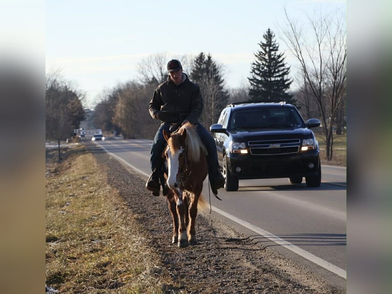 Gypsy Horse Mare 4 years 14.1 hh Pinto in Howell