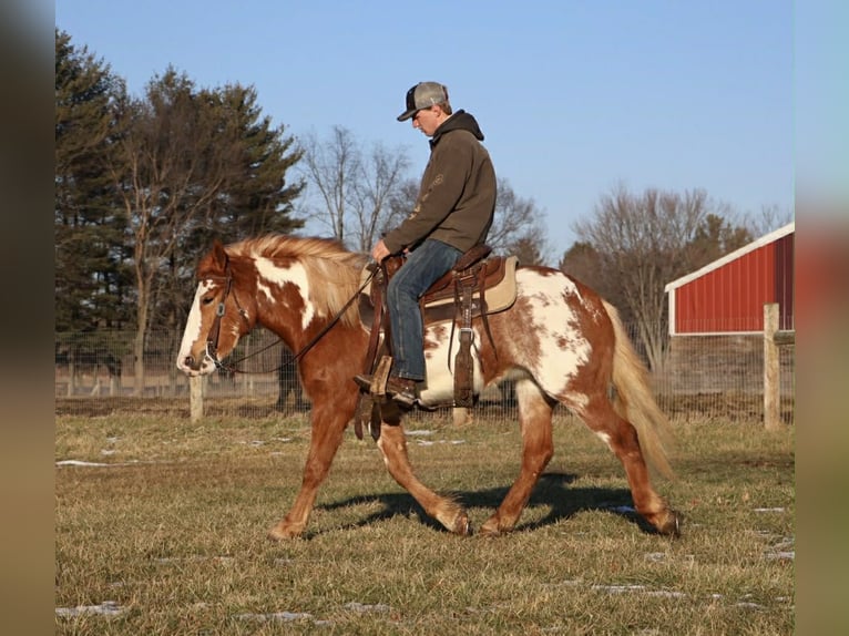Gypsy Horse Mare 4 years 14.1 hh Pinto in Howell