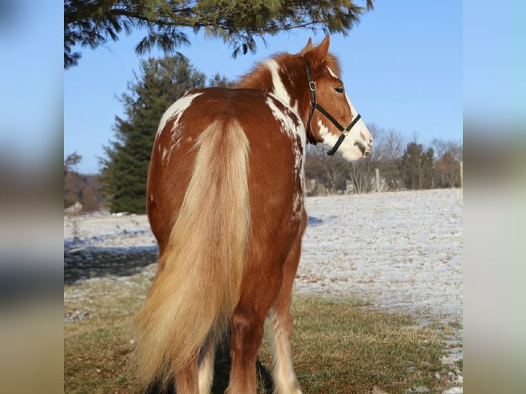 Gypsy Horse Mare 4 years 14.1 hh Pinto in Howell