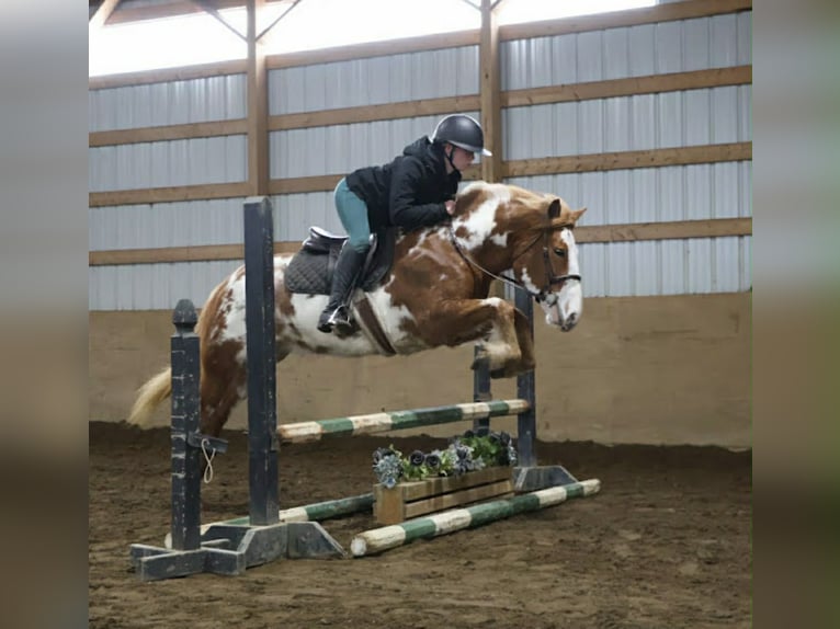 Gypsy Horse Mare 4 years 14.1 hh Pinto in Howell
