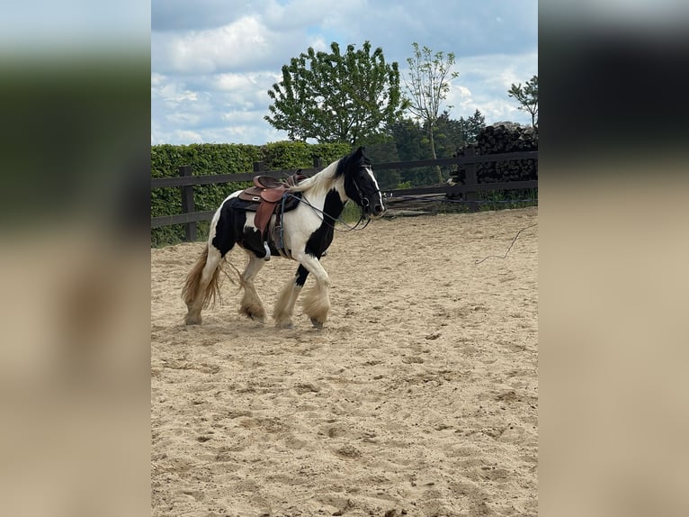 Gypsy Horse Mare 4 years 14,2 hh Pinto in Daleiden