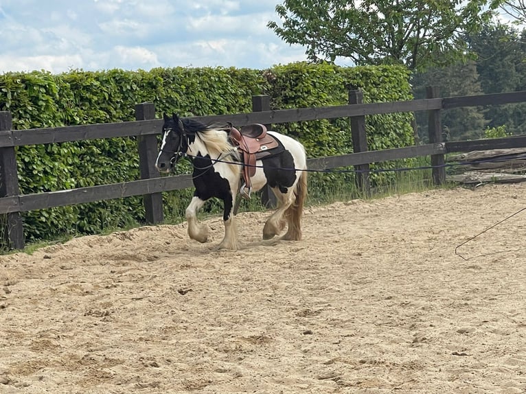 Gypsy Horse Mare 4 years 14,2 hh Pinto in Daleiden