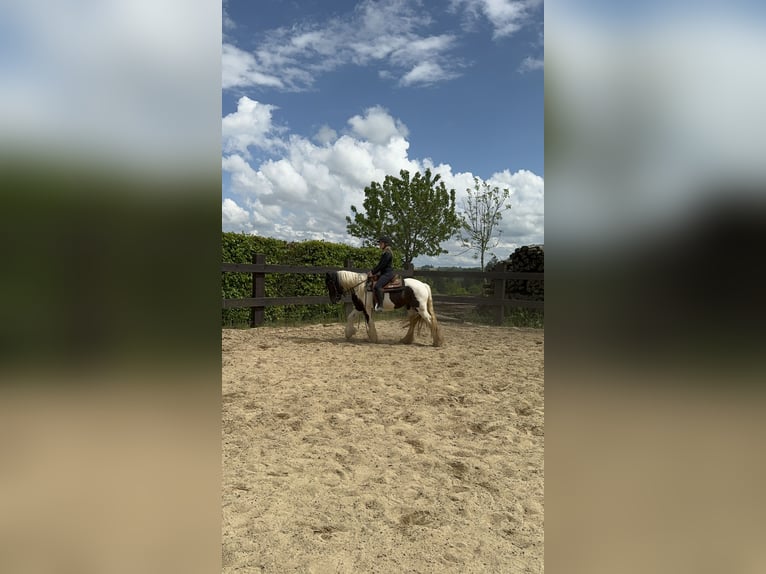 Gypsy Horse Mare 4 years 14,2 hh Pinto in Daleiden