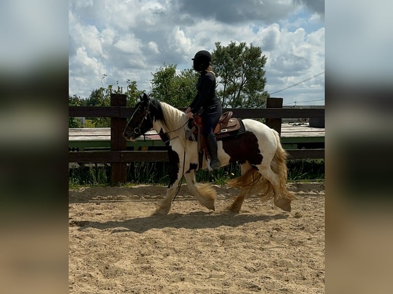 Gypsy Horse Mare 4 years 14,2 hh Pinto in Daleiden