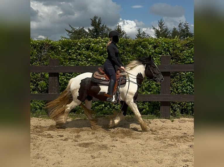 Gypsy Horse Mare 4 years 14,2 hh Pinto in Daleiden