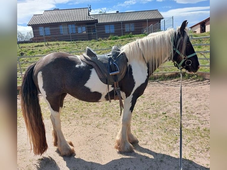 Gypsy Horse Mare 4 years 14,2 hh Pinto in Wlen