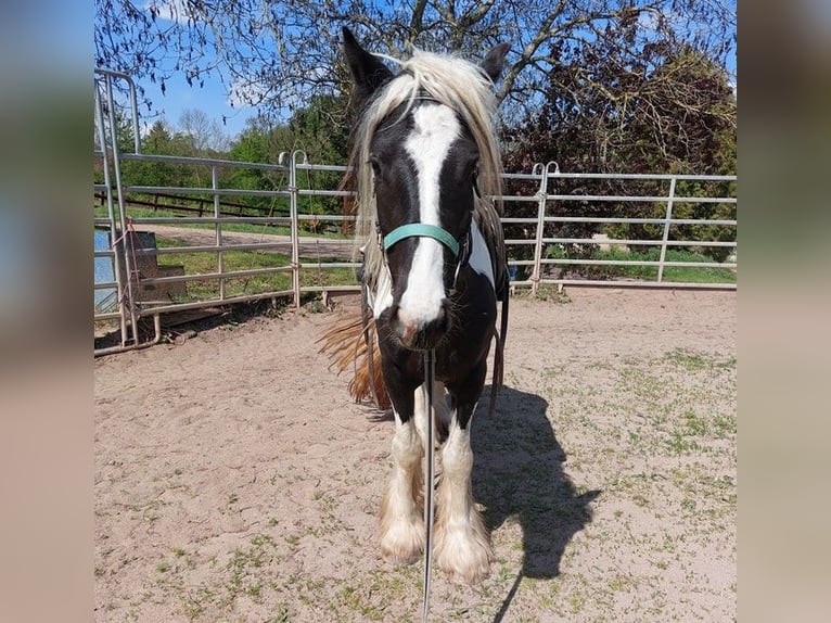 Gypsy Horse Mare 4 years 14,2 hh Pinto in Wlen