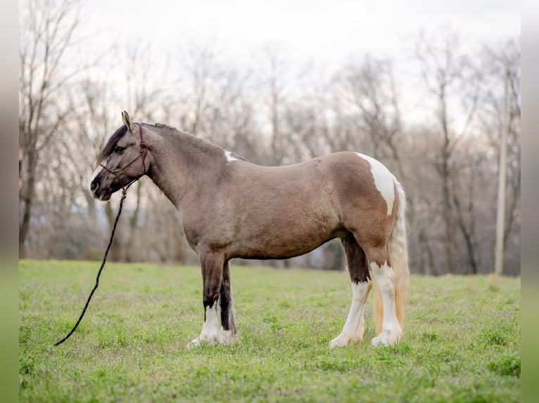 Gypsy Horse Mare 4 years 14,2 hh Tobiano-all-colors in New Holland, PA