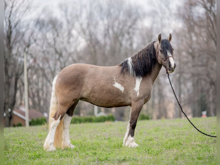Gypsy Horse Mare 4 years 14,2 hh Tobiano-all-colors in New Holland, PA