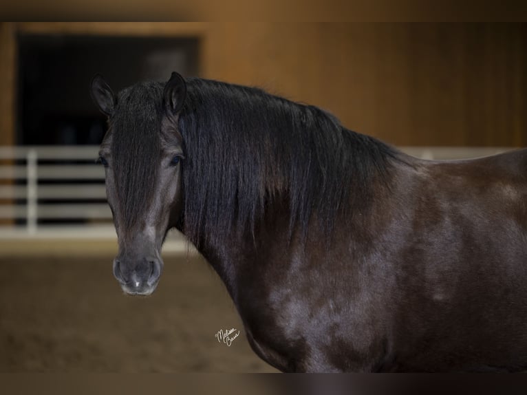 Gypsy Horse Mix Mare 4 years 14,3 hh Brown in Plainview, MN