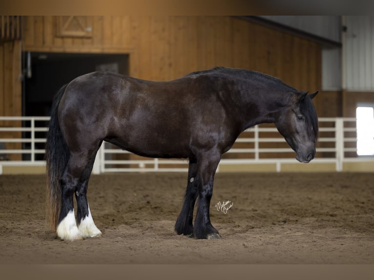 Gypsy Horse Mix Mare 4 years 14,3 hh Brown in Plainview, MN