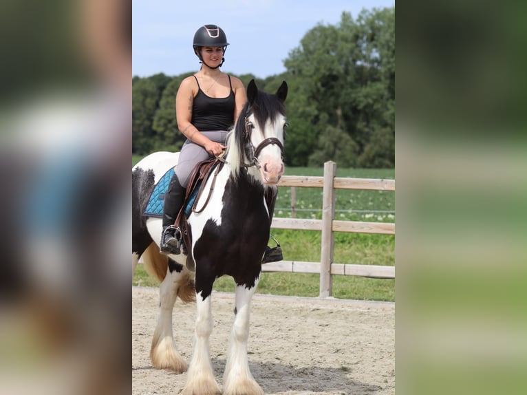 Gypsy Horse Mare 4 years 14.3 hh Pinto in Pepingen
