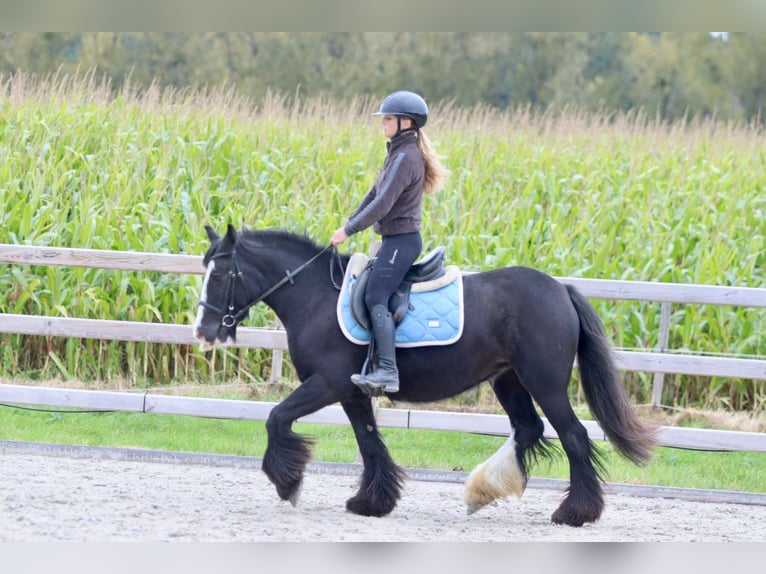 Gypsy Horse Mare 4 years 14 hh Black in Bogaarden