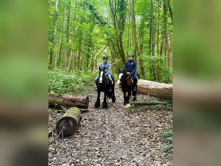 Gypsy Horse Mare 4 years 14 hh Black in Bogaarden