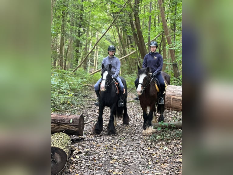 Gypsy Horse Mare 4 years 14 hh Black in Bogaarden