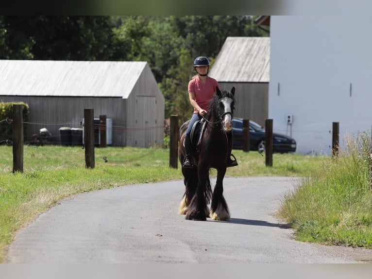 Gypsy Horse Mare 4 years 14 hh Black in Bogaarden