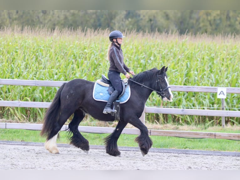 Gypsy Horse Mare 4 years 14 hh Black in Bogaarden