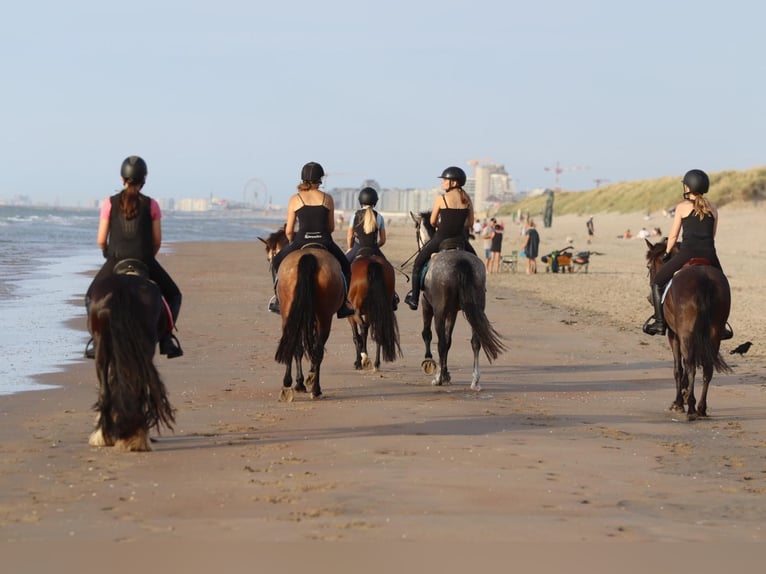 Gypsy Horse Mare 4 years 14 hh Black in Bogaarden