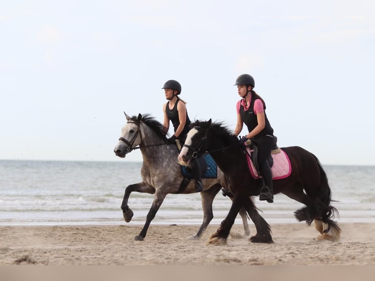 Gypsy Horse Mare 4 years 14 hh Black in Bogaarden